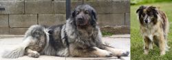 Sarplaninac vs Pyrenean Shepherd - Breed Comparison