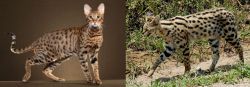 Savannah vs African Serval - Breed Comparison