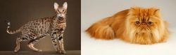 Savannah vs Persian - Breed Comparison
