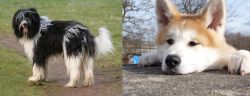 Schapendoes vs Akita - Breed Comparison