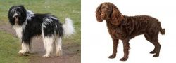 Schapendoes vs American Water Spaniel - Breed Comparison