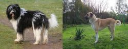 Schapendoes vs Anatolian Shepherd - Breed Comparison