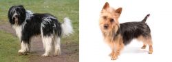 Schapendoes vs Australian Terrier - Breed Comparison