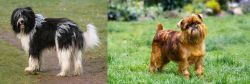 Schapendoes vs Belgian Griffon - Breed Comparison