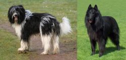 Schapendoes vs Belgian Shepherd Dog (Groenendael) - Breed Comparison