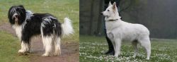 Schapendoes vs Berger Blanc Suisse - Breed Comparison