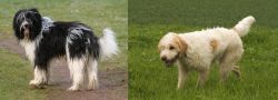 Schapendoes vs Briquet Griffon Vendeen - Breed Comparison