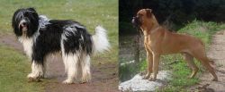 Schapendoes vs Bullmastiff - Breed Comparison