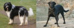 Schapendoes vs Cao de Castro Laboreiro - Breed Comparison