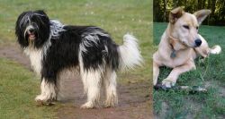 Schapendoes vs Carolina Dog - Breed Comparison