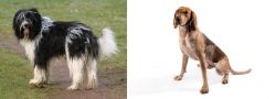 Schapendoes vs Coonhound - Breed Comparison