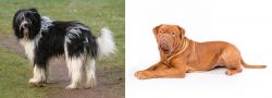 Schapendoes vs Dogue De Bordeaux - Breed Comparison
