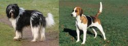 Schapendoes vs English Foxhound - Breed Comparison