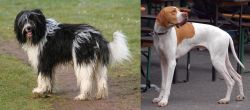 Schapendoes vs English Pointer - Breed Comparison
