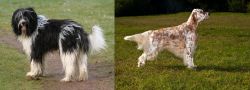 Schapendoes vs English Setter - Breed Comparison