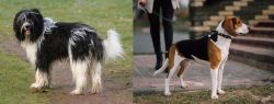 Schapendoes vs Estonian Hound - Breed Comparison