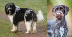Schapendoes vs German Wirehaired Pointer - Breed Comparison
