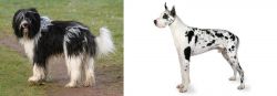 Schapendoes vs Great Dane - Breed Comparison