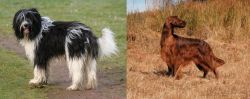 Schapendoes vs Irish Setter - Breed Comparison