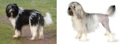 Schapendoes vs Lowchen - Breed Comparison