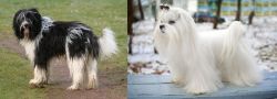 Schapendoes vs Maltese - Breed Comparison