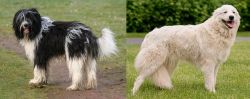 Schapendoes vs Maremma Sheepdog - Breed Comparison
