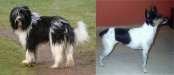 Schapendoes vs Miniature Fox Terrier - Breed Comparison