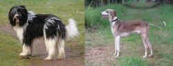 Schapendoes vs Mudhol Hound - Breed Comparison