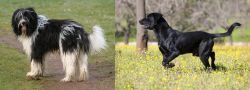 Schapendoes vs Perro de Pastor Mallorquin - Breed Comparison