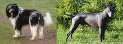 Schapendoes vs Peruvian Hairless - Breed Comparison