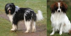 Schapendoes vs Phalene - Breed Comparison
