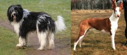 Schapendoes vs Podenco Canario - Breed Comparison