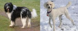 Schapendoes vs Poodle - Breed Comparison