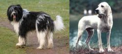 Schapendoes vs Porcelaine - Breed Comparison