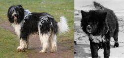 Schapendoes vs Sakhalin Husky - Breed Comparison