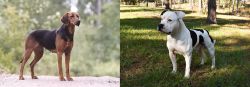 Schillerstovare vs American Bulldog - Breed Comparison