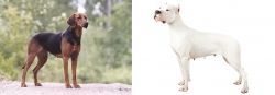Schillerstovare vs Argentine Dogo - Breed Comparison