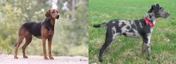 Schillerstovare vs Atlas Terrier - Breed Comparison