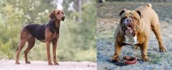 Schillerstovare vs Australian Bulldog - Breed Comparison