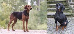 Schillerstovare vs Austrian Black and Tan Hound - Breed Comparison