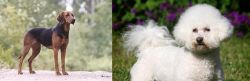 Schillerstovare vs Bichon Frise - Breed Comparison