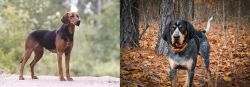 Schillerstovare vs Bluetick Coonhound - Breed Comparison