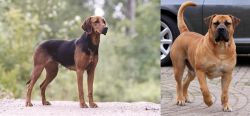 Schillerstovare vs Boerboel - Breed Comparison