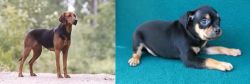 Schillerstovare vs Carlin Pinscher - Breed Comparison
