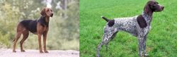 Schillerstovare vs German Shorthaired Pointer - Breed Comparison