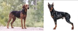Schillerstovare vs Harlequin Pinscher - Breed Comparison