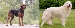 Schillerstovare vs Maremma Sheepdog - Breed Comparison