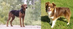 Schillerstovare vs Miniature Australian Shepherd - Breed Comparison
