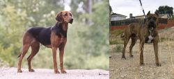 Schillerstovare vs Perro de Toro - Breed Comparison