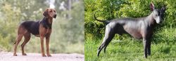 Schillerstovare vs Peruvian Hairless - Breed Comparison
